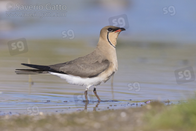 Collared Pratincole, side view of an adult male standing in the water