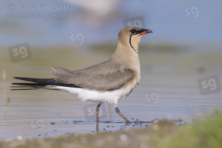 Collared Pratincole, side view of an adult male standing in the water