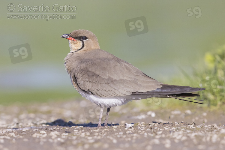 Collared Pratincole