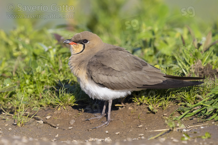 Collared Pratincole