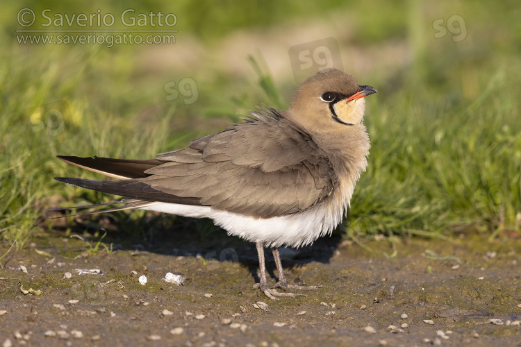 Collared Pratincole