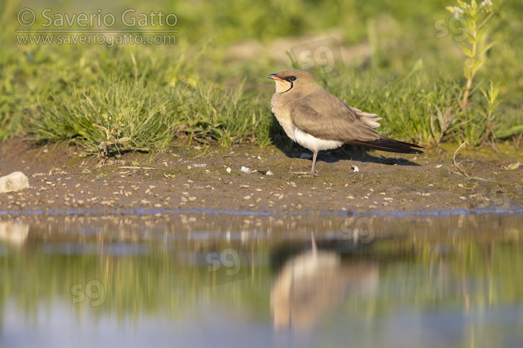 Collared Pratincole