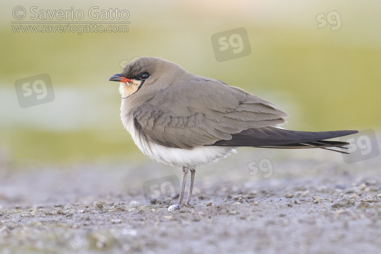 Collared Pratincole