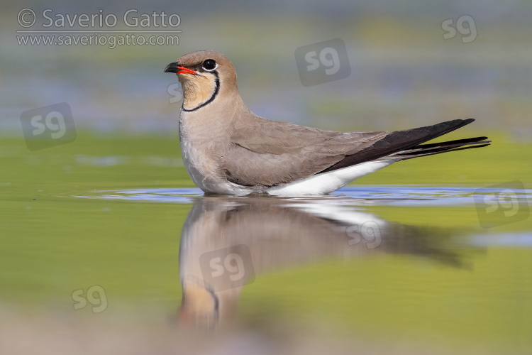 Collared Pratincole