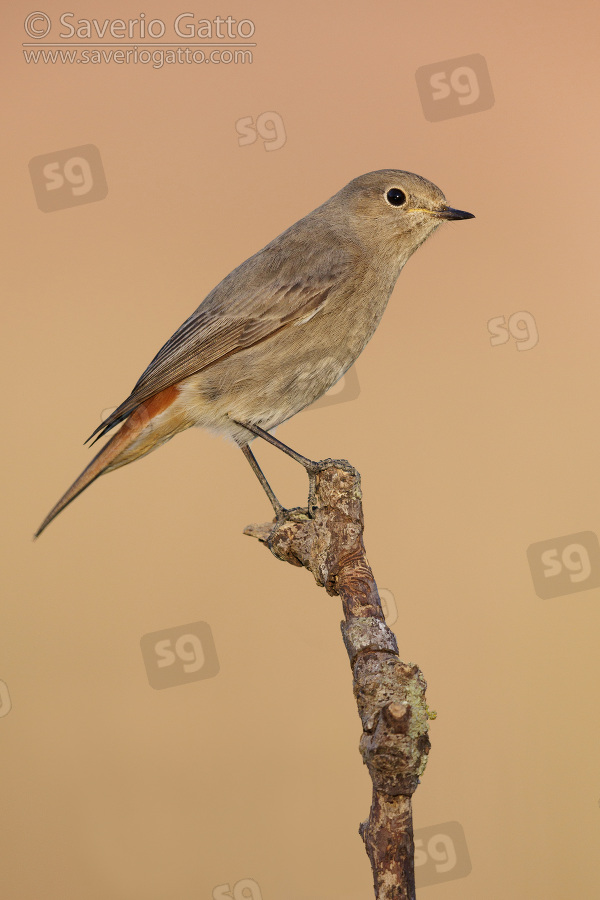 Black Redstart, side view of an individual perched on a branch