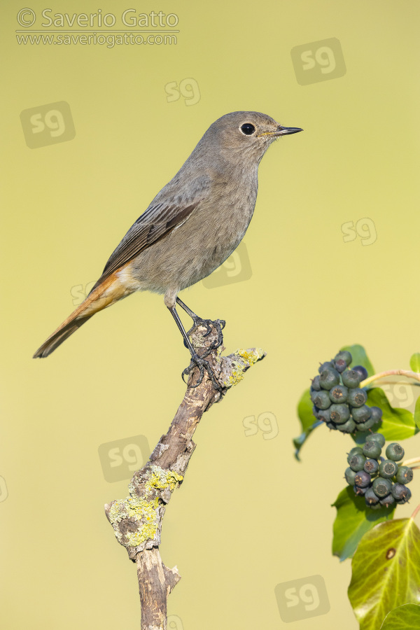 Black Redstart, side view of an individual perched on a branch