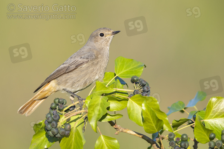 Black Redstart, side view of an individual perched on a common ivy branch