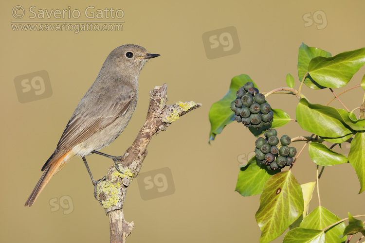 Black Redstart, side view of an individual perched on a branch