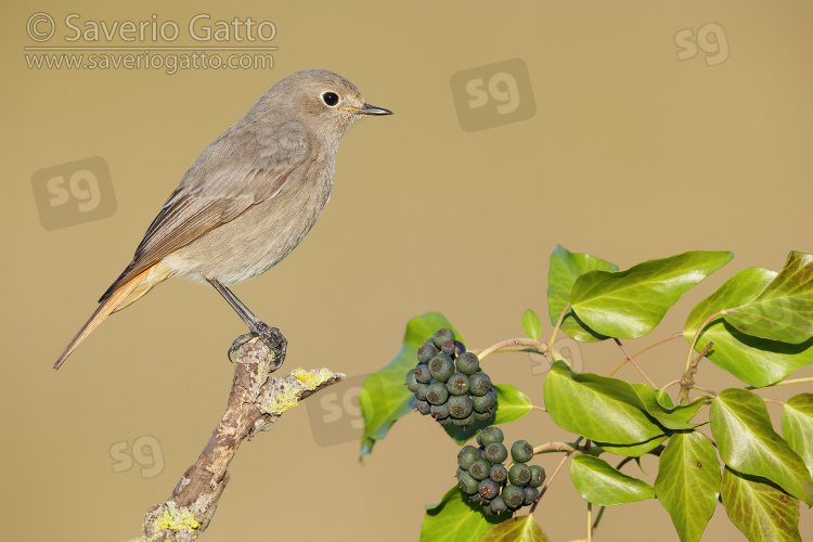 Black Redstart, side view of an individual perched on a branch