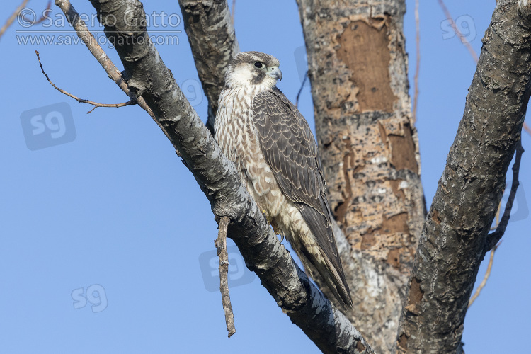 Falco pellegrino siberiano, giovane posato su un ramo