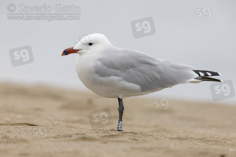 Audouin's Gull