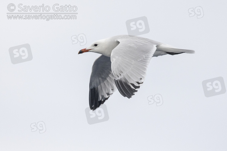 Audouin's Gull