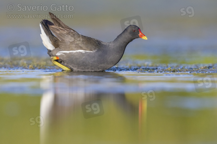 Common Moorhen, side view of an adult swimming in the water
