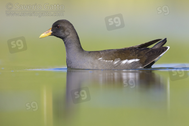 Common Moorhen, side view of an immature swimming in the water