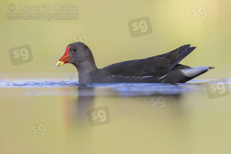 Common Moorhen, side view of an adult swimming in the water
