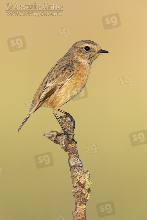 European Stonechat, side view of an individual perched on a branch