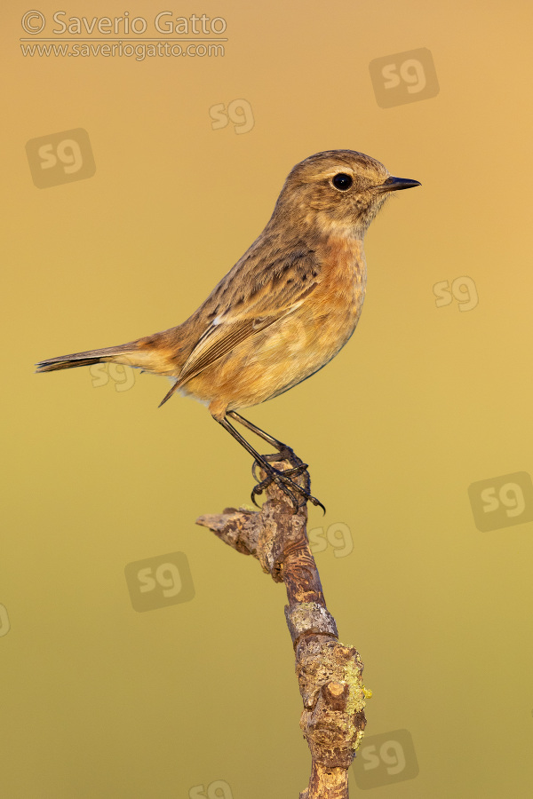 European Stonechat, side view of an individual perched on a branch