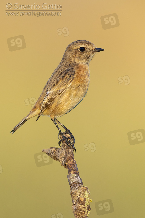 European Stonechat, side view of an individual perched on a branch