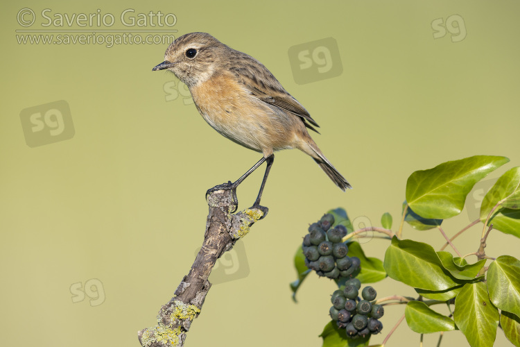 European Stonechat, individual perched on a branch