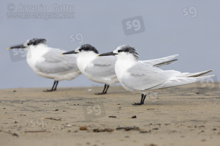 Sandwich Tern