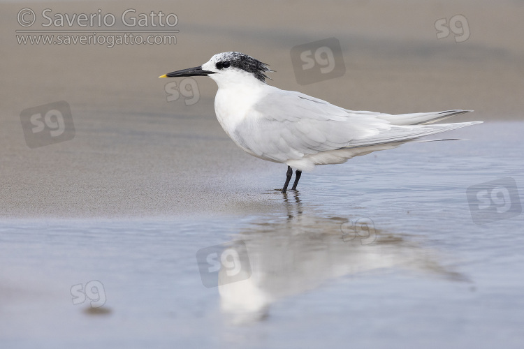 Sandwich Tern, side view of an adult in winter plumage standing on the sand