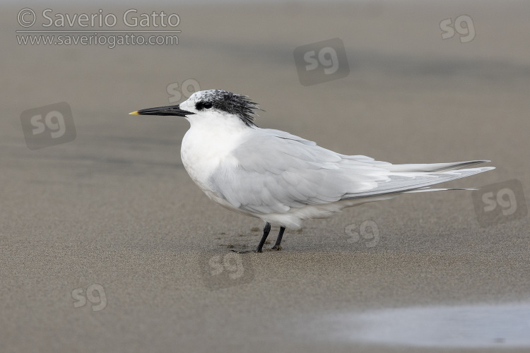 Sandwich Tern, side view of an adult in winter plumage standing on the sand