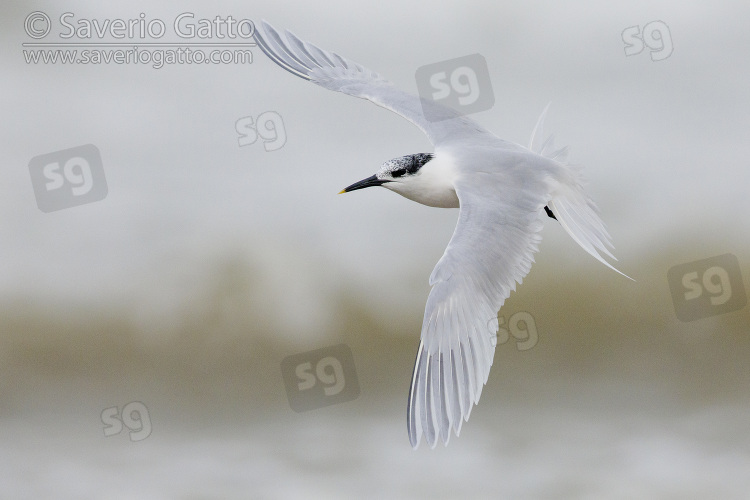 Beccapesci, individuo in abito invernale in volo