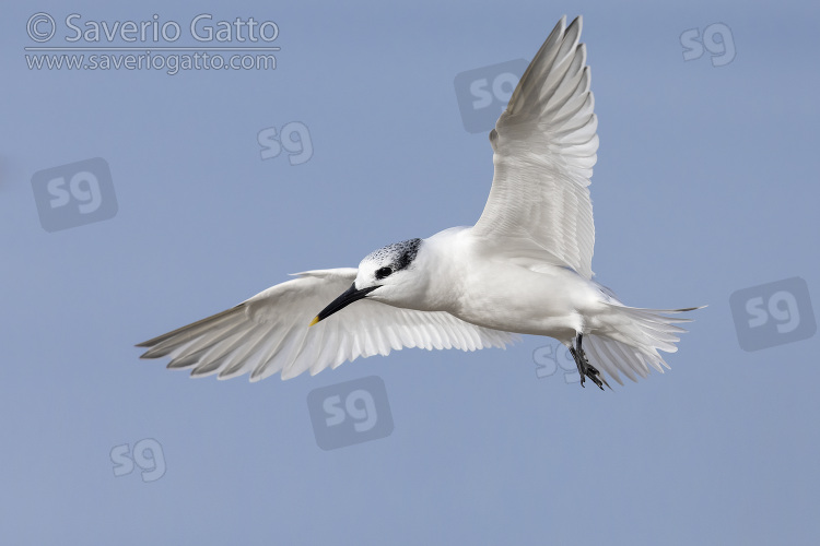 Sandwich Tern, individual in flight