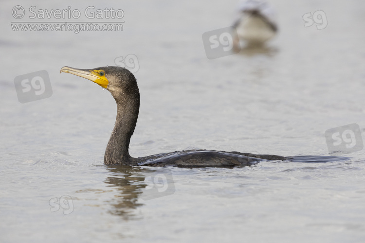 Continental Great Cormorant, side view of a juvenile swimming in the water