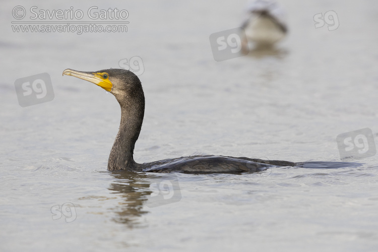 Cormorano, giovane in acqua