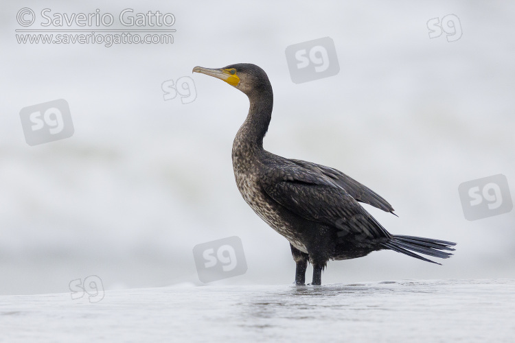 Continental Great Cormorant, side view of a juvenile standing on the shore