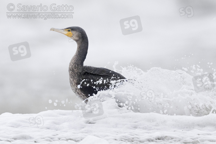 Continental Great Cormorant, side view of a juvenile emerging from a wave