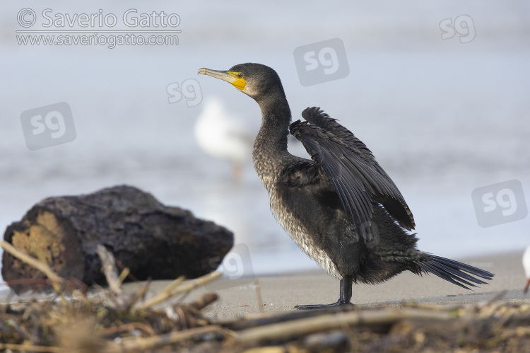 Continental Great Cormorant, side view of a juvenile standing on the shore