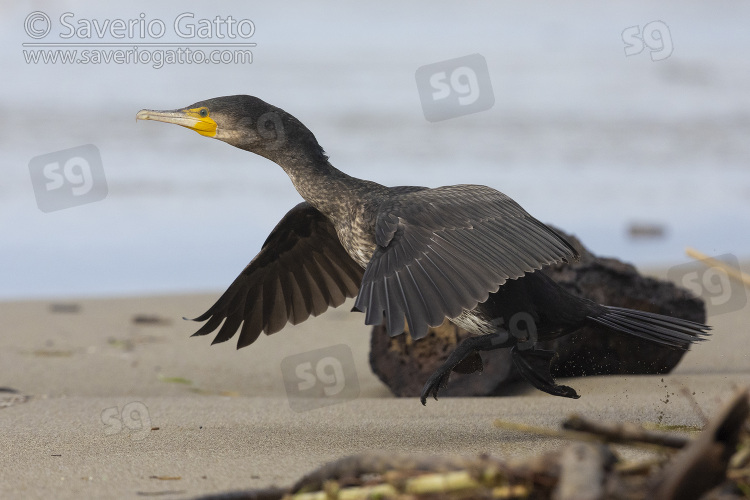 Continental Great Cormorant, side view of a juvenile in flight