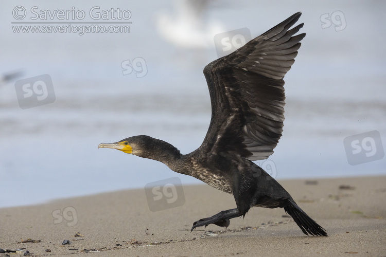 Continental Great Cormorant, side view of a juvenile in flight