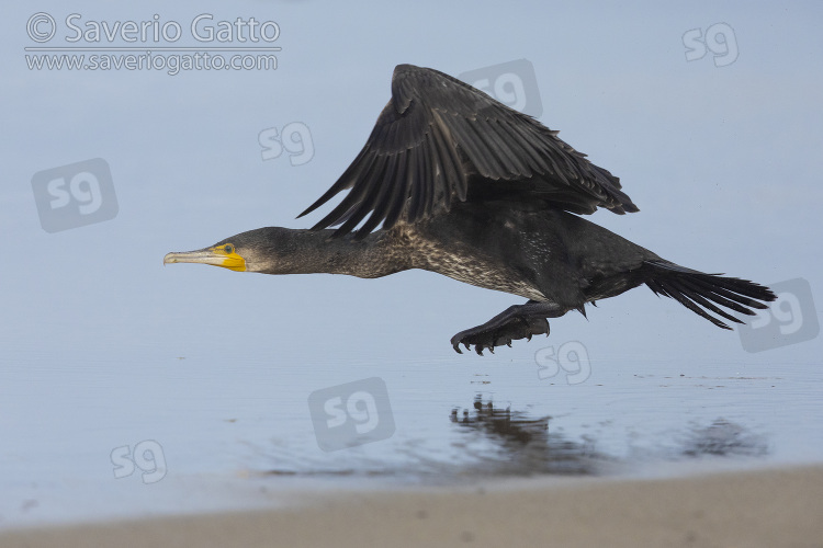 Continental Great Cormorant, side view of a juvenile in flight