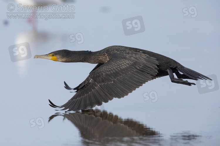 Continental Great Cormorant, side view of a juvenile in flight