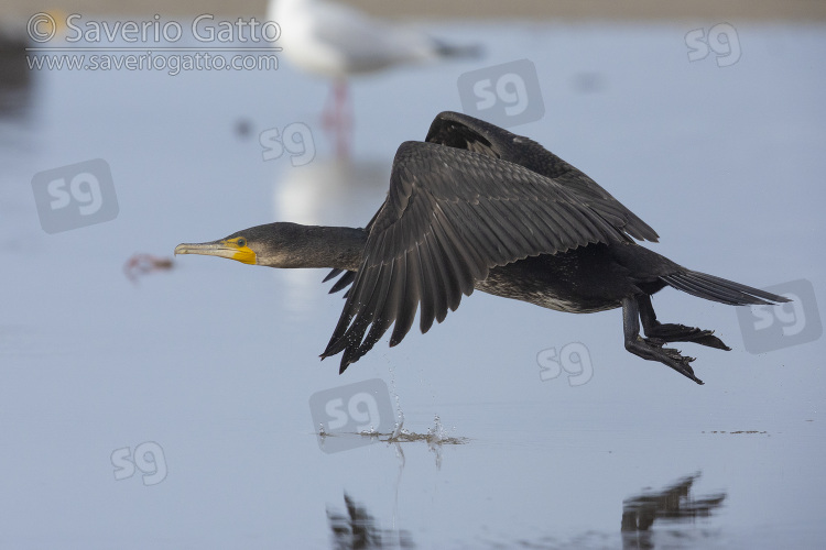 Continental Great Cormorant, side view of a juvenile in flight