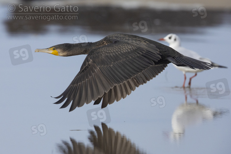 Continental Great Cormorant, side view of a juvenile in flight