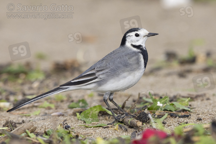 White Wagtail, side view of an adult standing on the sand