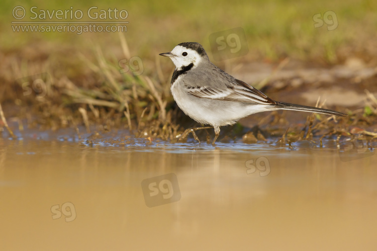 White Wagtail, side view of an adult standing in the water