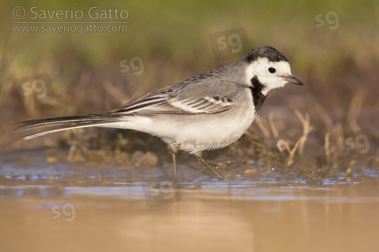 White Wagtail, side view of an adult standing in the water