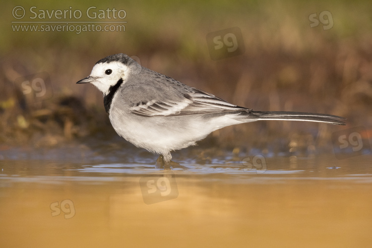 White Wagtail, side view of an adult standing in the water