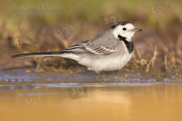 White Wagtail, side view of an adult standing in the water