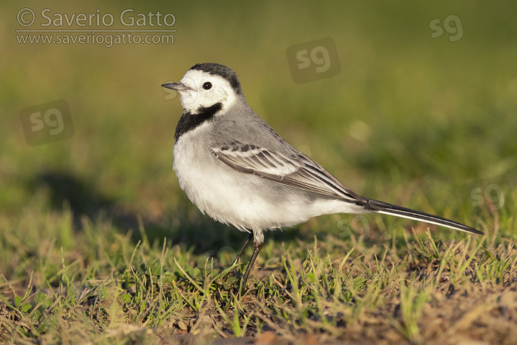 White Wagtail, side view of an adult standing on the grass