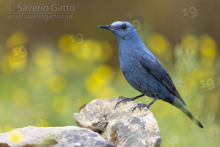 Blue Rock Thrush, side view of an adult male standing on a rock