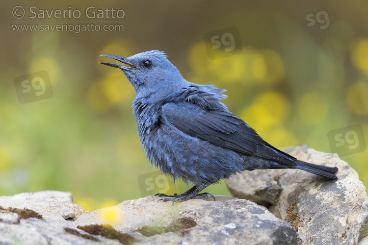 Blue Rock Thrush, side view of an adult male singing from a rock