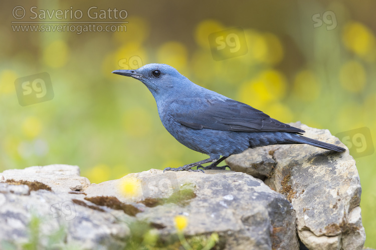 Blue Rock Thrush, side view of an adult male standing on a rock