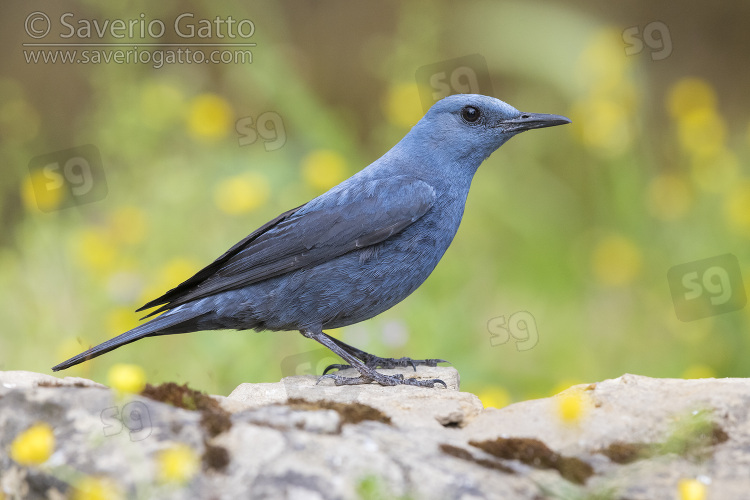 Blue Rock Thrush, side view of an adult male standing on a rock