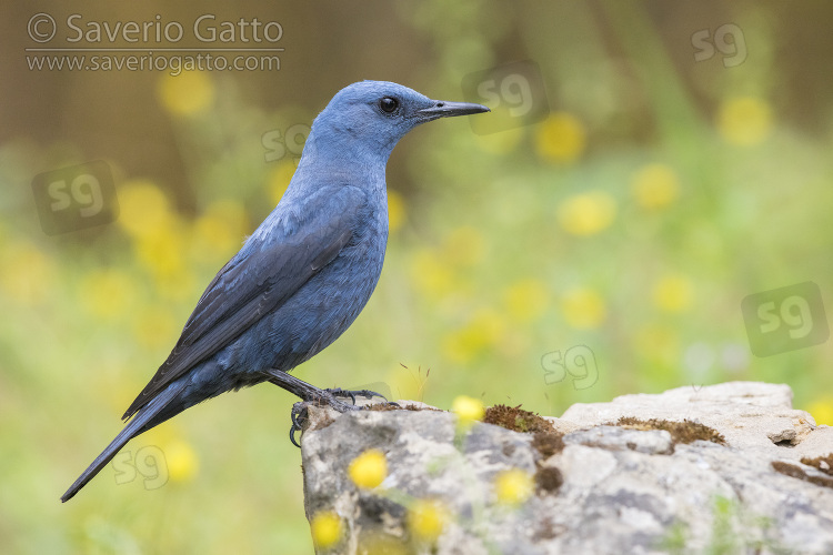 Blue Rock Thrush, side view of an adult male standing on a rock